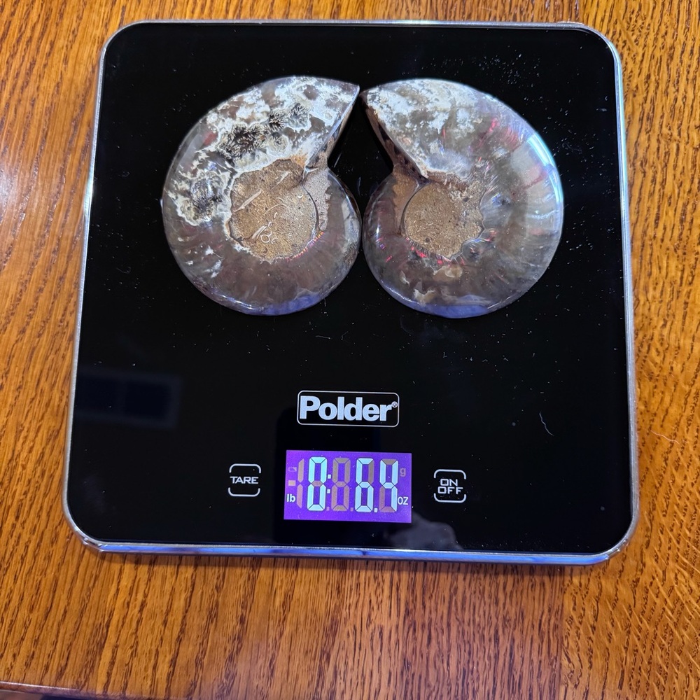 Large Matching Pair of Iridescent Polished Ammonite Fossils from Morocco - Picture 15 of 16